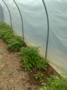 Photo de galerie - Potager