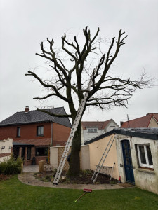 Photo de galerie - Taille arbre après 