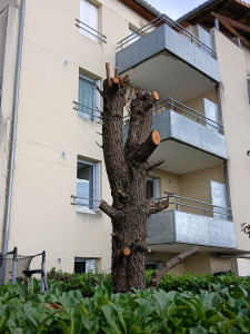 Photo de galerie - Elagage et coupe d'arbres
