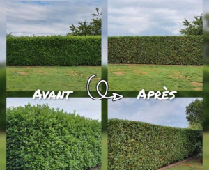 Photo de galerie - Taillage de haie