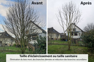 Photo de galerie - Descriptif d’intervention :
Réalisation d’une taille sanitaire aujourd’hui sur un bouleau. Suppression des branches mortes, abîmées ou malades afin d’améliorer l’état sanitaire de l’arbre et de sécuriser son environnement.