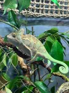 Photo de galerie - Pomme caméléon casquer du Yémen 