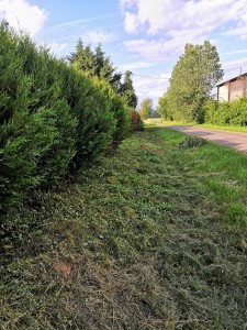 Photo de galerie - Tonte de pelouse - Débroussaillage