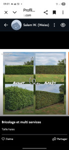 Photo de galerie - Taille de haie 