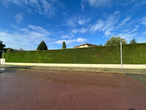 Photo de galerie - Taille de haie cyprès - Balma