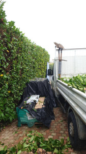 Photo de galerie - Évacuation de déchets verts ainsi que la taille de haie de 2m30