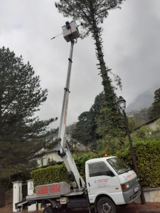 Photo de galerie - Elagage et coupe d'arbres