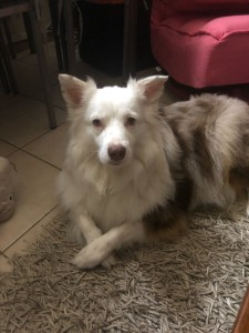 Photo de galerie - Et je vous présente Pearl ma petit berger australien de 3 ans , que je garde au quotidien également ;-)