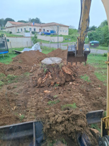 Photo de galerie - Arracher souche d arbre avec mini pelle 5t