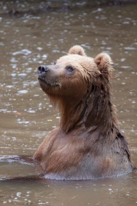 Photo de galerie - Photographie animalière