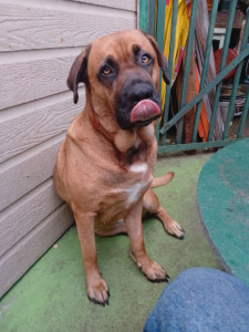 Photo de galerie - J'adore les animaux et j'ai un bon feeling avéré eux 
