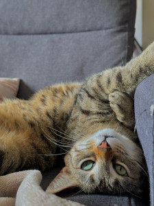 Photo de galerie - Toulouse