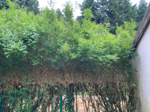 Photo de galerie - Taille de haie avant 