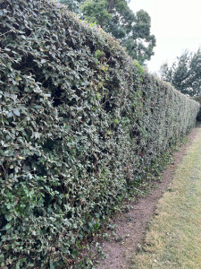 Photo de galerie - 50 Mètres de haies 