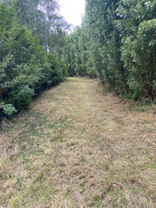 Photo de galerie - Tonte de pelouse - Débroussaillage