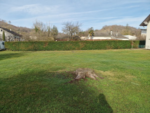 Photo de galerie - Taille d'une haie de cyprès 