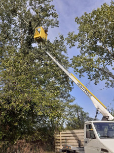 Photo de galerie - Elagage et coupe d'arbres