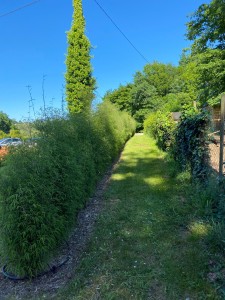 Photo de galerie - Plantation haie bambou non invasif