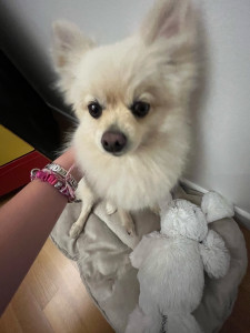 Photo de galerie - Garde d’une magnifique chienne durant deux semaines. promenade séance câlin et jeux sont au rendez-vous 