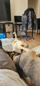 Photo de galerie - Garde chien