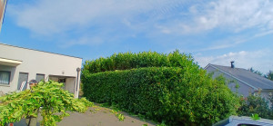 Photo de galerie - Taille de haies et d'arbustes