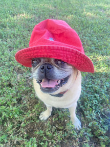 Photo de galerie - Garde chien