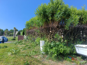 Photo de galerie - Taille  abatage
