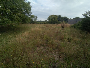 Photo de galerie - Débroussaillage remise à niveau 