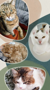 Photo de galerie - Garde chat