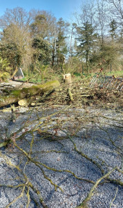 Photo de galerie - Abattage plus 
évacuation des branches 