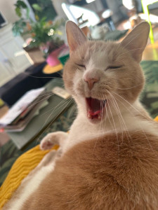 Photo de galerie - Photo du chat que je garde toute les semaines 