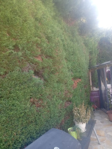 Photo de galerie - Taille de haies et d'arbustes