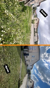 Photo de galerie - Débroussaillage et enlèvement de lierre 