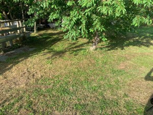 Photo de galerie - Tondeuse à pelouse 