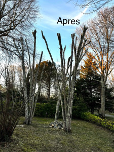 Photo de galerie - Elagage et coupe d'arbres