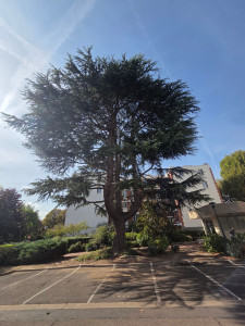 Photo de galerie - Taille d'éclaircissement 