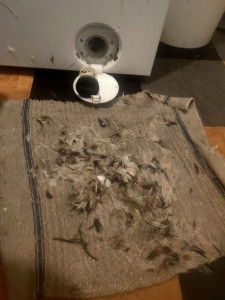 Photo de galerie - Machine à laver entièrement bouchée par des plumes d'oie d'un coussin qui sait déchiré pendant un lavage.