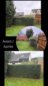 Photo de galerie - Taille de haies et d'arbustes