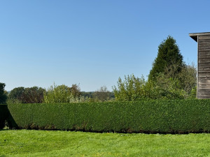 Photo de galerie - Taille de haies et d'arbustes