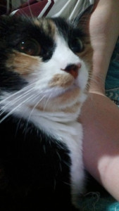 Photo de galerie - Garde chat