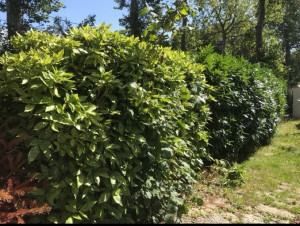 Photo de galerie - Haie à tailler