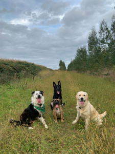 Photo de galerie - Les chiens en balade