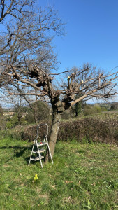 Photo de galerie - Elagage et coupe d'arbres