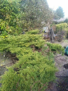 Photo de galerie - Taille de haies et d'arbustes