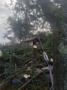 Photo de galerie - Abattage d'arbre dangereux avec tirfor 