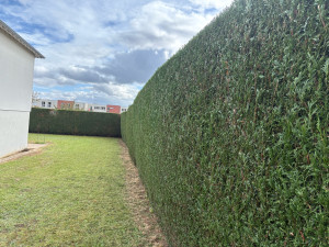 Photo de galerie - Taille de haies et d'arbustes