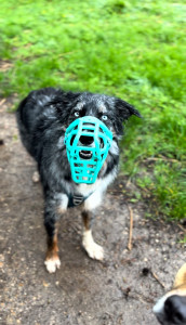 Photo de galerie - Balade chien individuel 