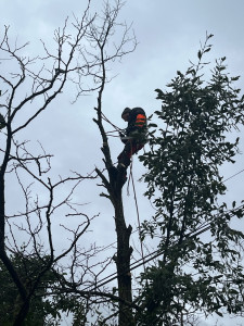 Photo de galerie - Elagage et coupe d'arbres