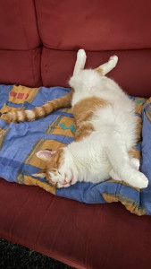 Photo de galerie - Je vous présente mon premier chat qui se nomme Cacahouète. Il est mignon, sociable et curieux :) || devient un peu foufou le soir mais il reste très gentil ;)