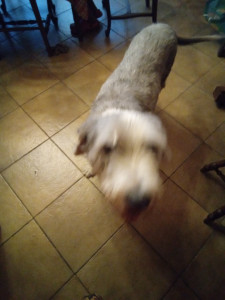 Photo de galerie - Garde chien